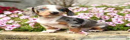 Dachshund dogs for sale: Demmy - Ad 3