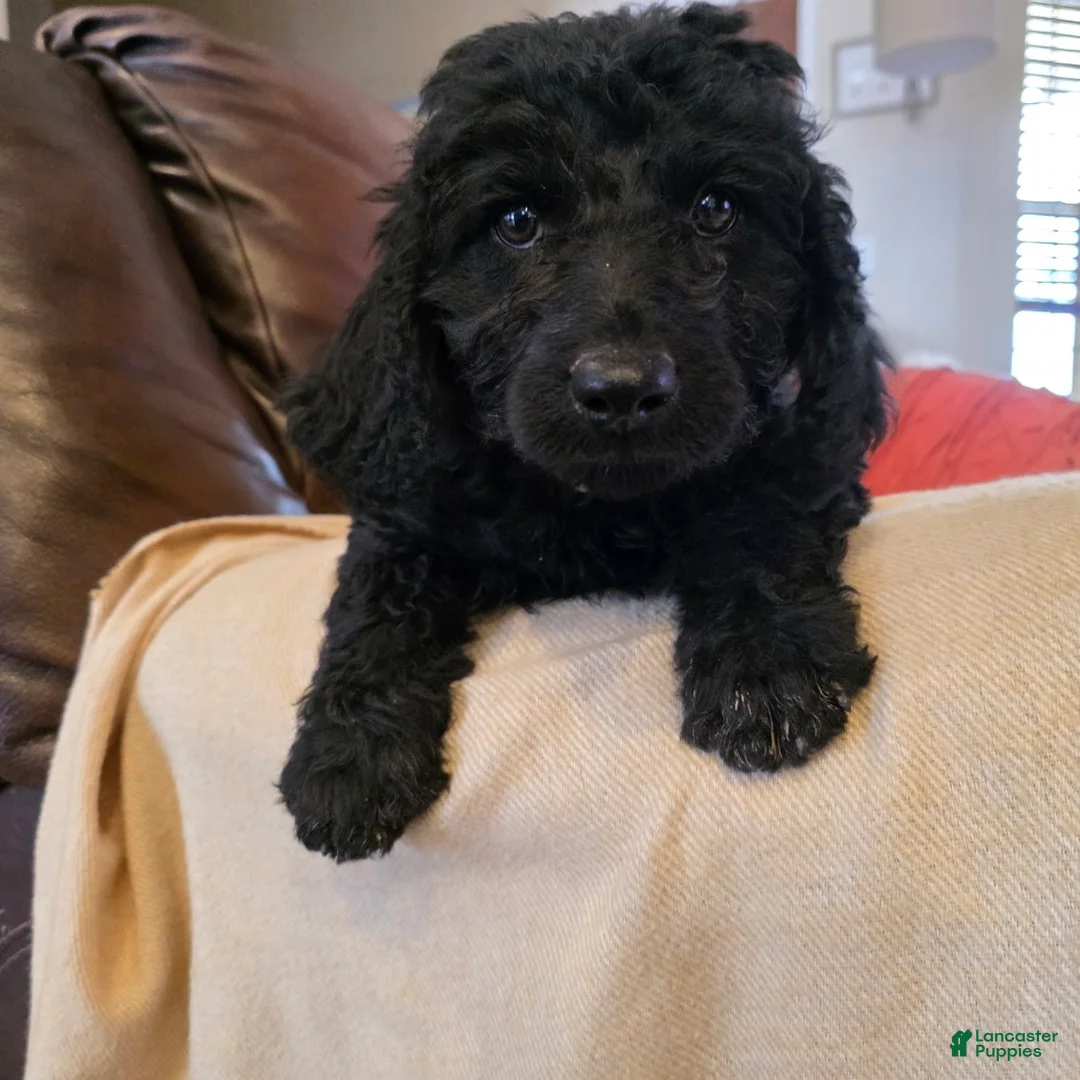 Mini Goldendoodle dogs for sale: Yellow - Ad 1