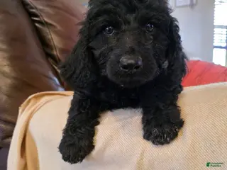 Mini Goldendoodle dogs for sale: Yellow - Ad 3