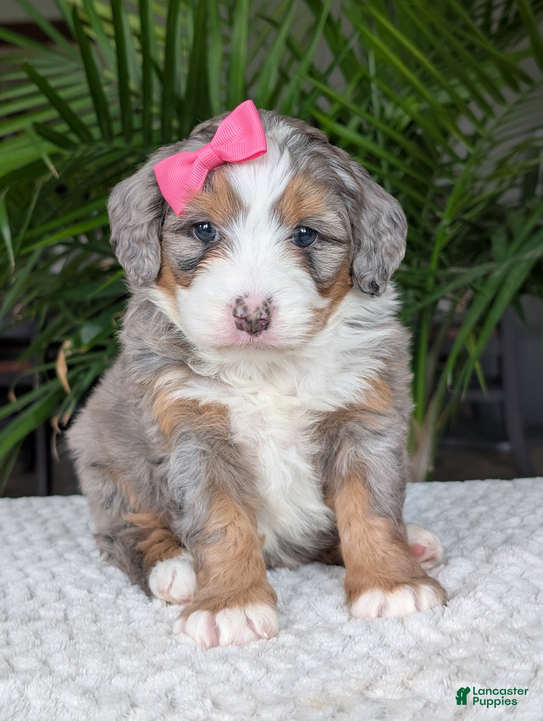 Mini Bernedoodle dogs for sale: Mini Allie  - Ad 13