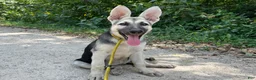 German Shepherd dogs for sale: Sandy - Ad 2