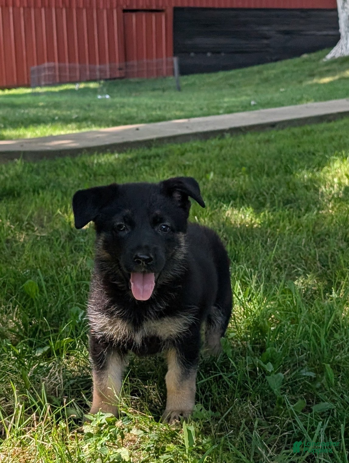German Shepherd dogs Mandi  - Ad 1