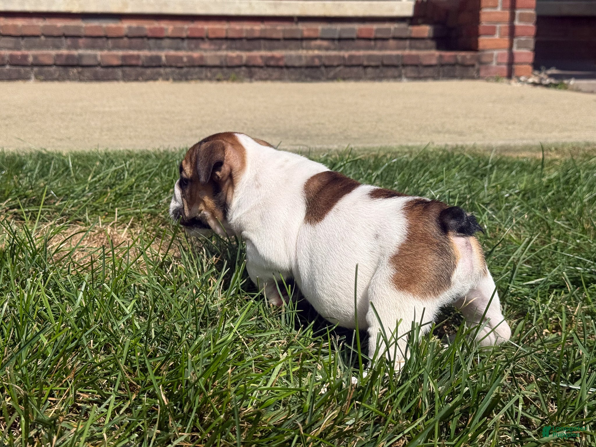 English Bulldog dogs Winston - Ad 2