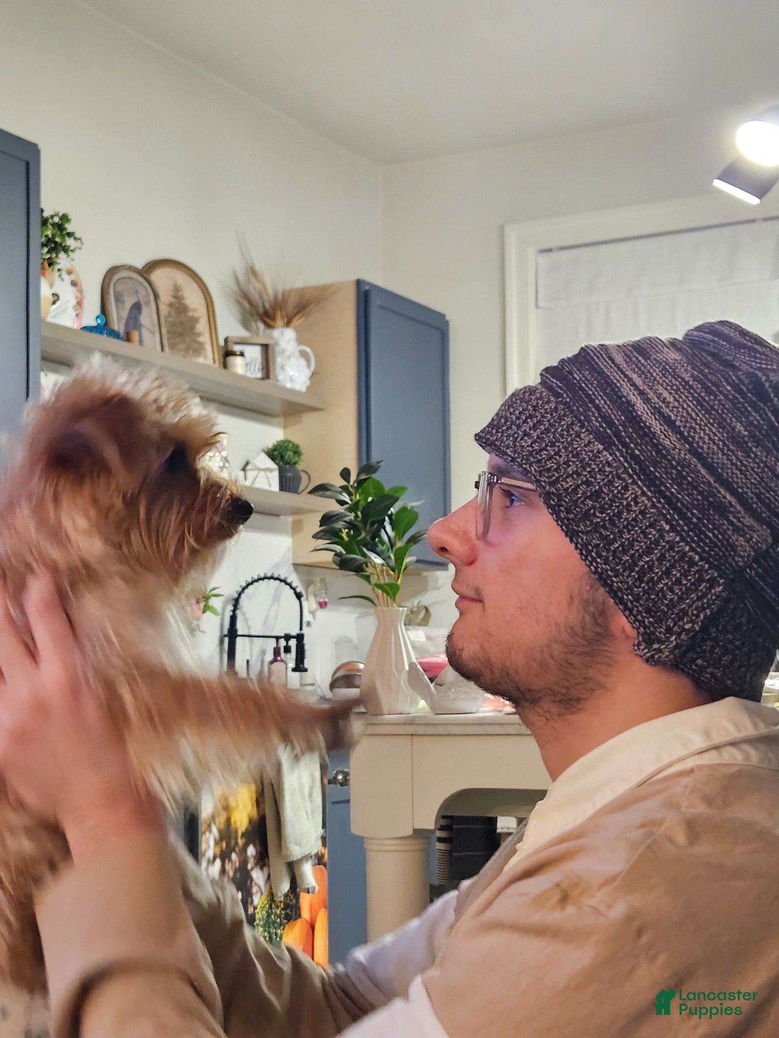Yorkshire Terrier dogs for sale: Red Sable Yorkshire Terrier  - Ad 4