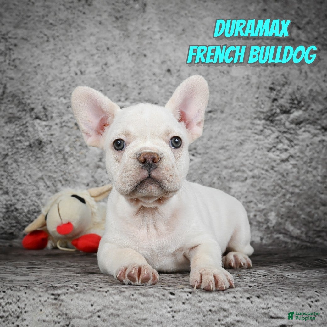 French Bulldog dogs Duramax - Ad 23