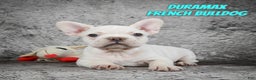 French Bulldog dogs for sale: Duramax - Ad 1