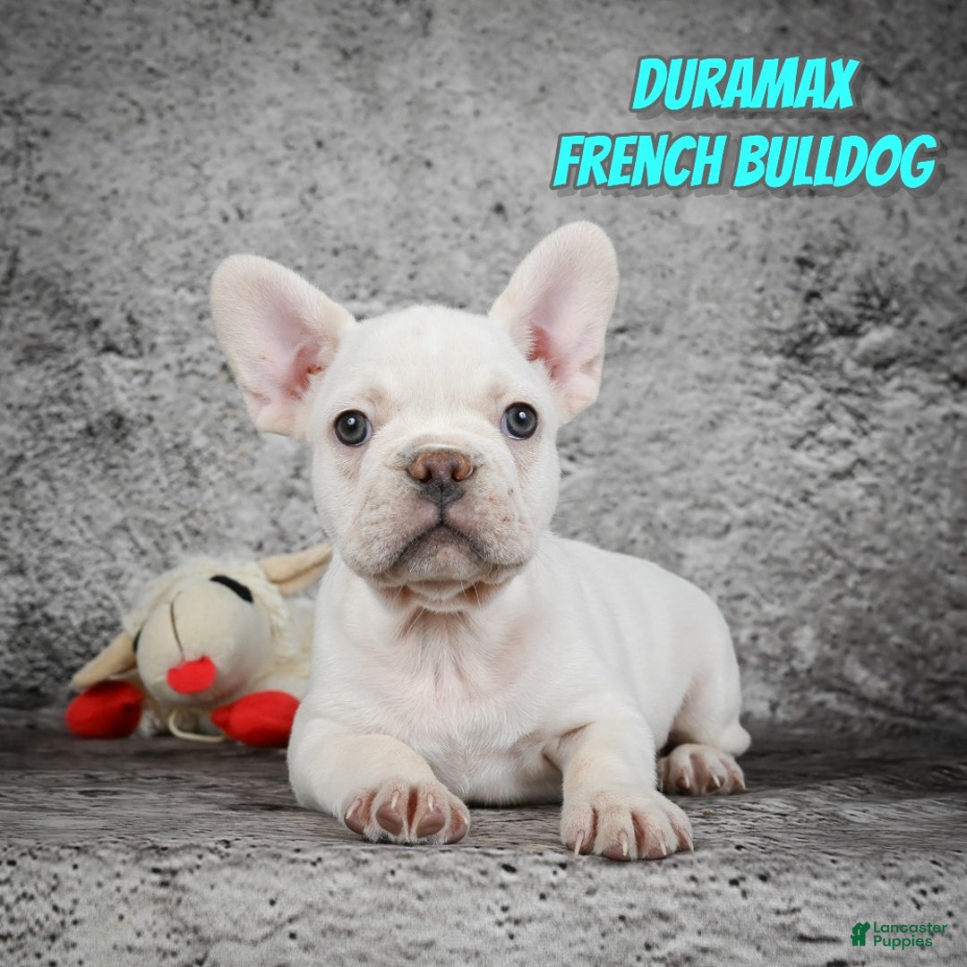 French Bulldog dogs for sale: Duramax - Ad 1