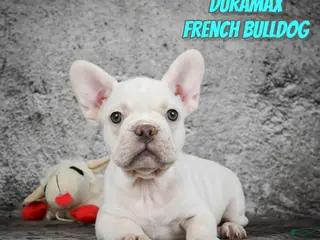 French Bulldog dogs Duramax - Ad 19
