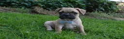 Frug dogs for sale: Mario  - Ad 3