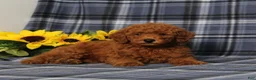 Miniature Poodle dogs for sale: Creed - Ad 5