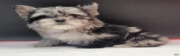 Yorkshire Terrier dogs for sale: Yorkshire Terrier 2 - Ad 6