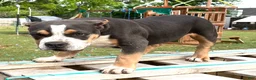 American Bully dogs for sale: American Bully Puppy 1 - Ad 12