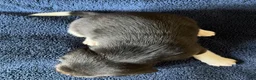 Beagle dogs for sale: Beagle 2 - Ad 14