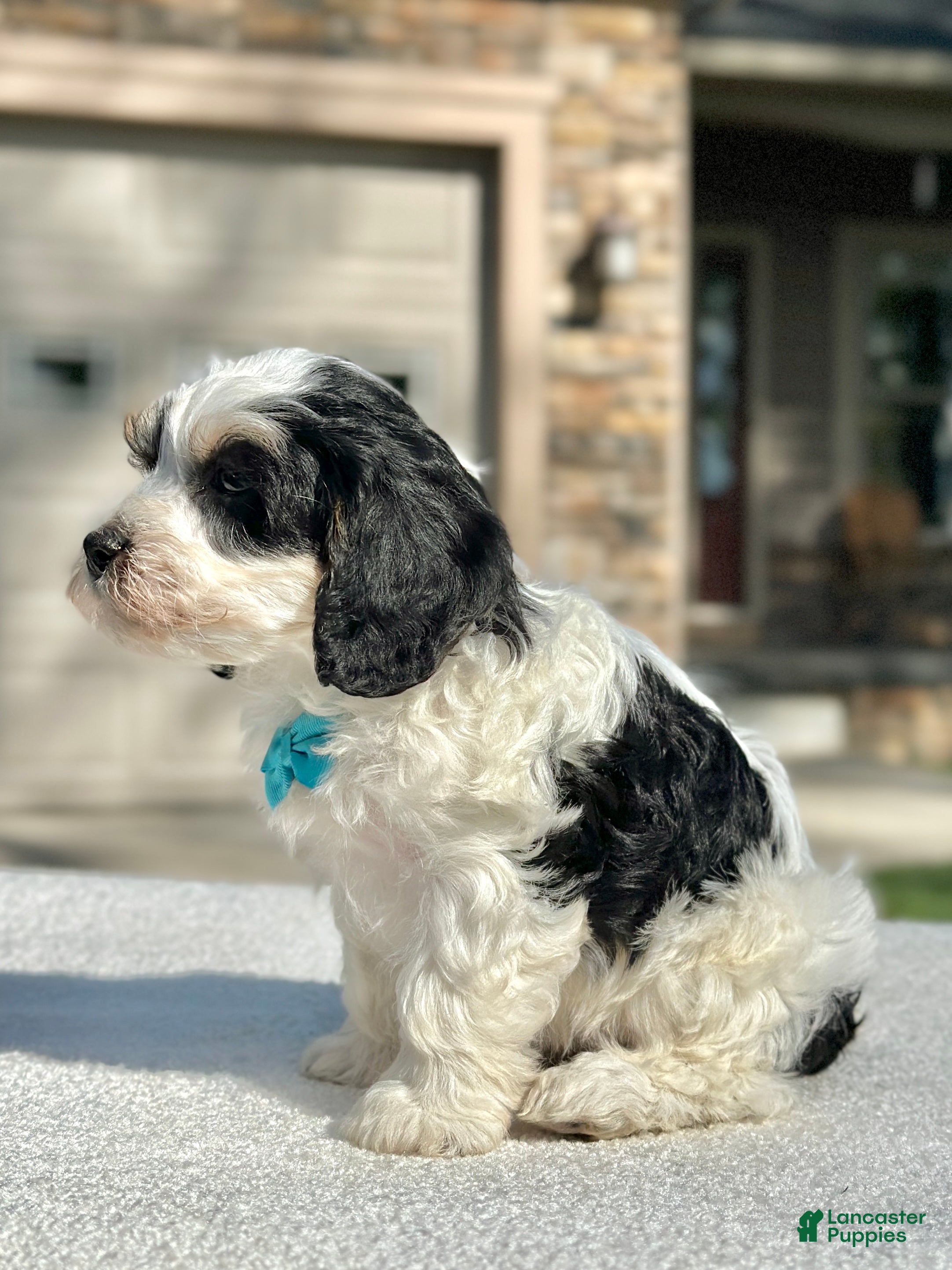 Cavapoo dogs Oreo - Ad 2