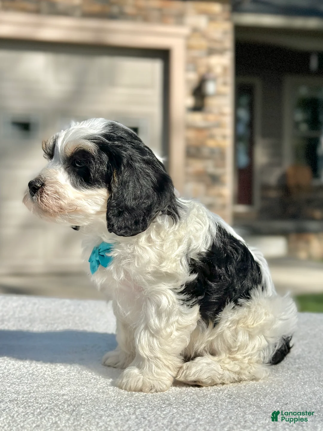 Cavapoo dogs for sale: Oreo - Ad 2