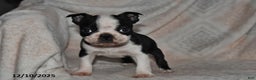 Boston Terrier dogs for sale: Nellie - Ad 5