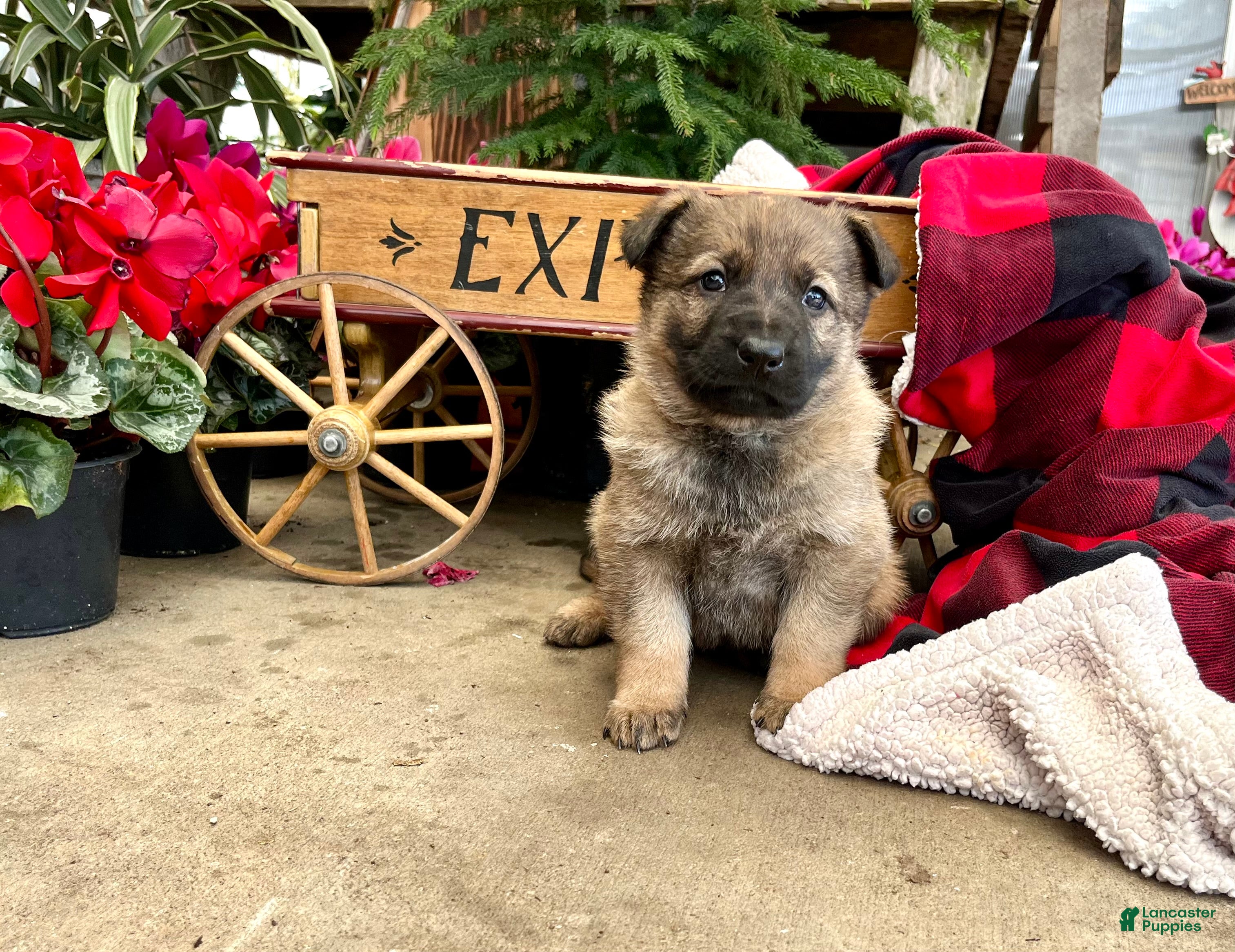 German Shepherd dogs for sale: Working Line ❤️Sweet Georgia❤️🐾AKC Hip CERT❤️Call 717-529-2347 leave message for Dave - Ad 1