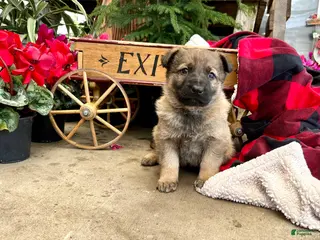 German Shepherd dogs Working Line ❤️Sweet Georgia❤️🐾AKC Hip CERT❤️Call 717-529-2347 leave message for Dave - Ad 20