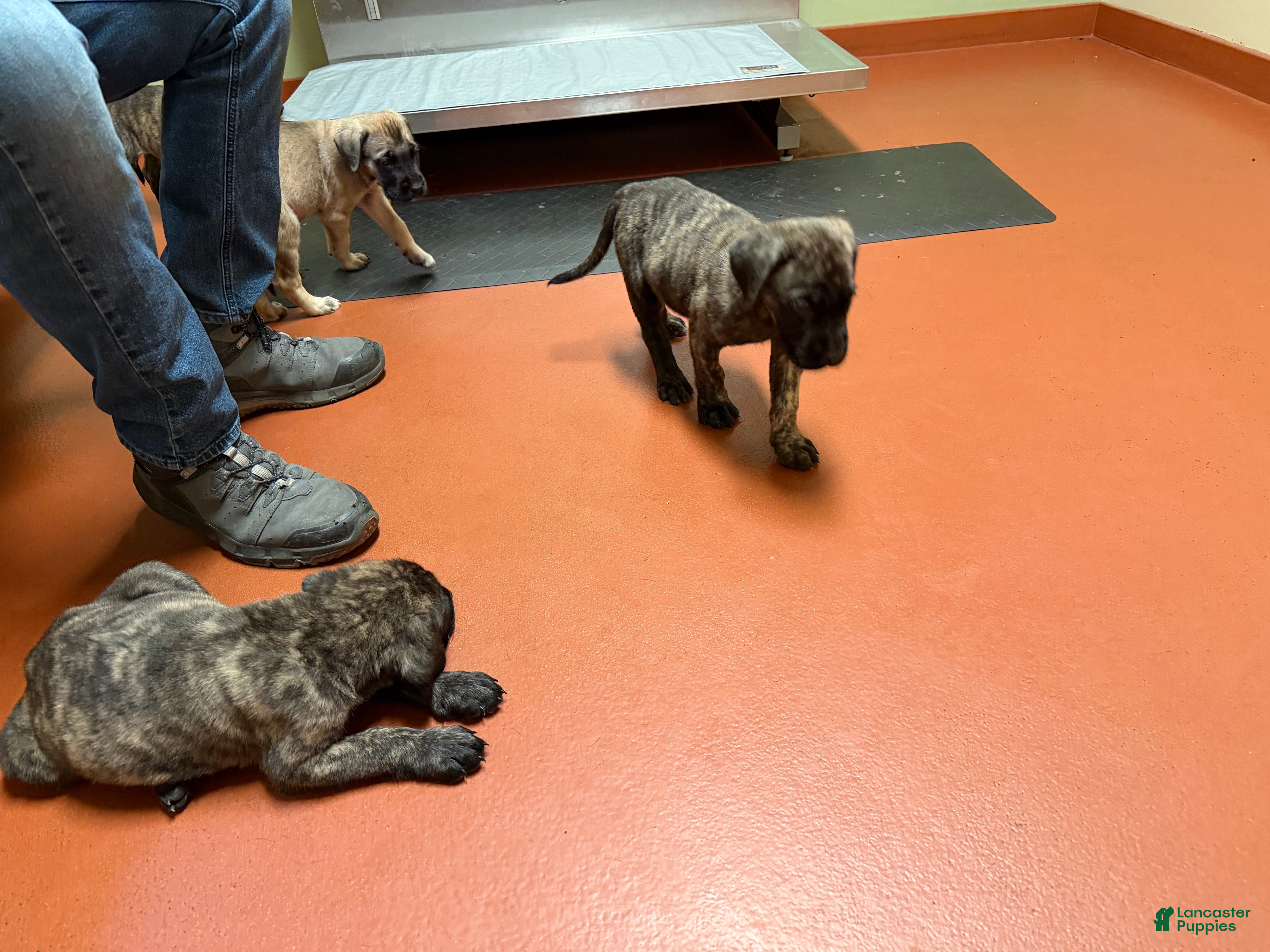 Speckle (Mastiff, Male) in Winslow Township, NJ