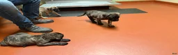 English Mastiff dogs for sale: Speckle - Ad 1