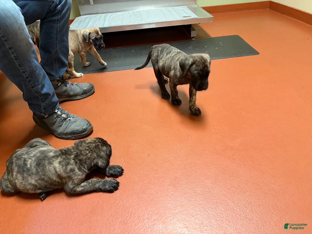 English Mastiff dogs for sale: Speckle - Ad 1