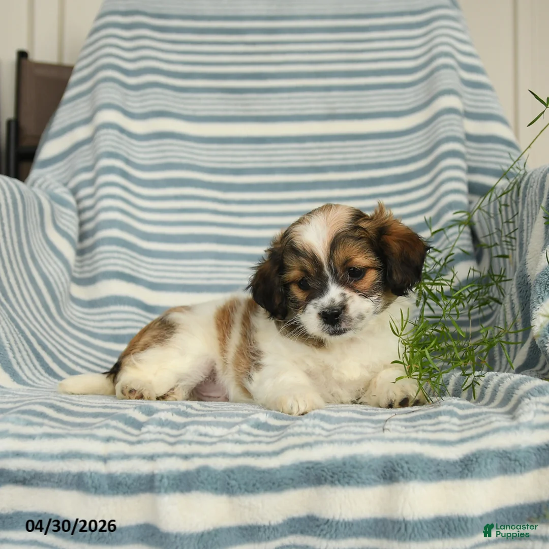 Shihpoo dogs for sale: Snickers - Ad 2