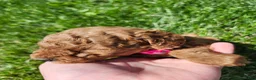 Standard Poodle dogs for sale: Tulip  - Ad 7