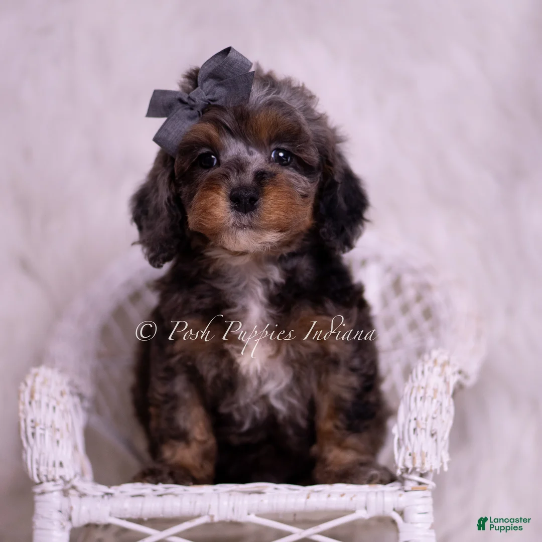 Toy Poodle dogs for sale: Toffee - Ad 1