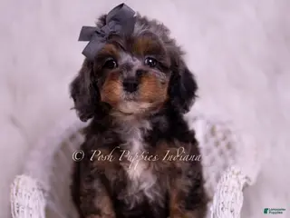 Toy Poodle dogs Toffee - Ad 40