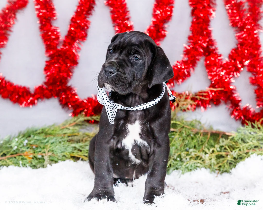 Great Dane dogs for sale: Carol - Ad 7