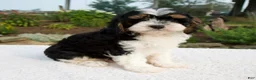 Cavapoo dogs for sale: Dante - Ad 3