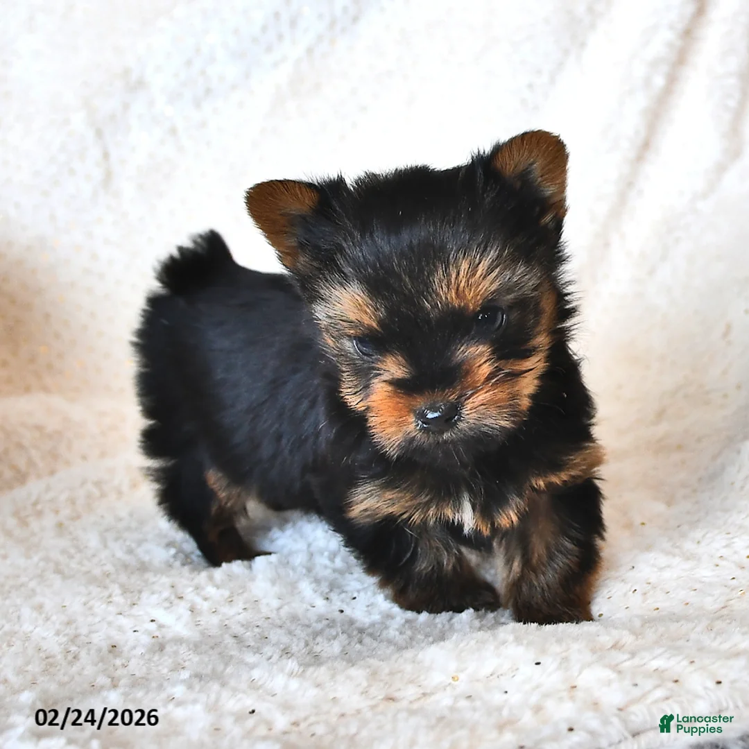 Yorkshire Terrier dogs for sale: Dewey - Ad 2