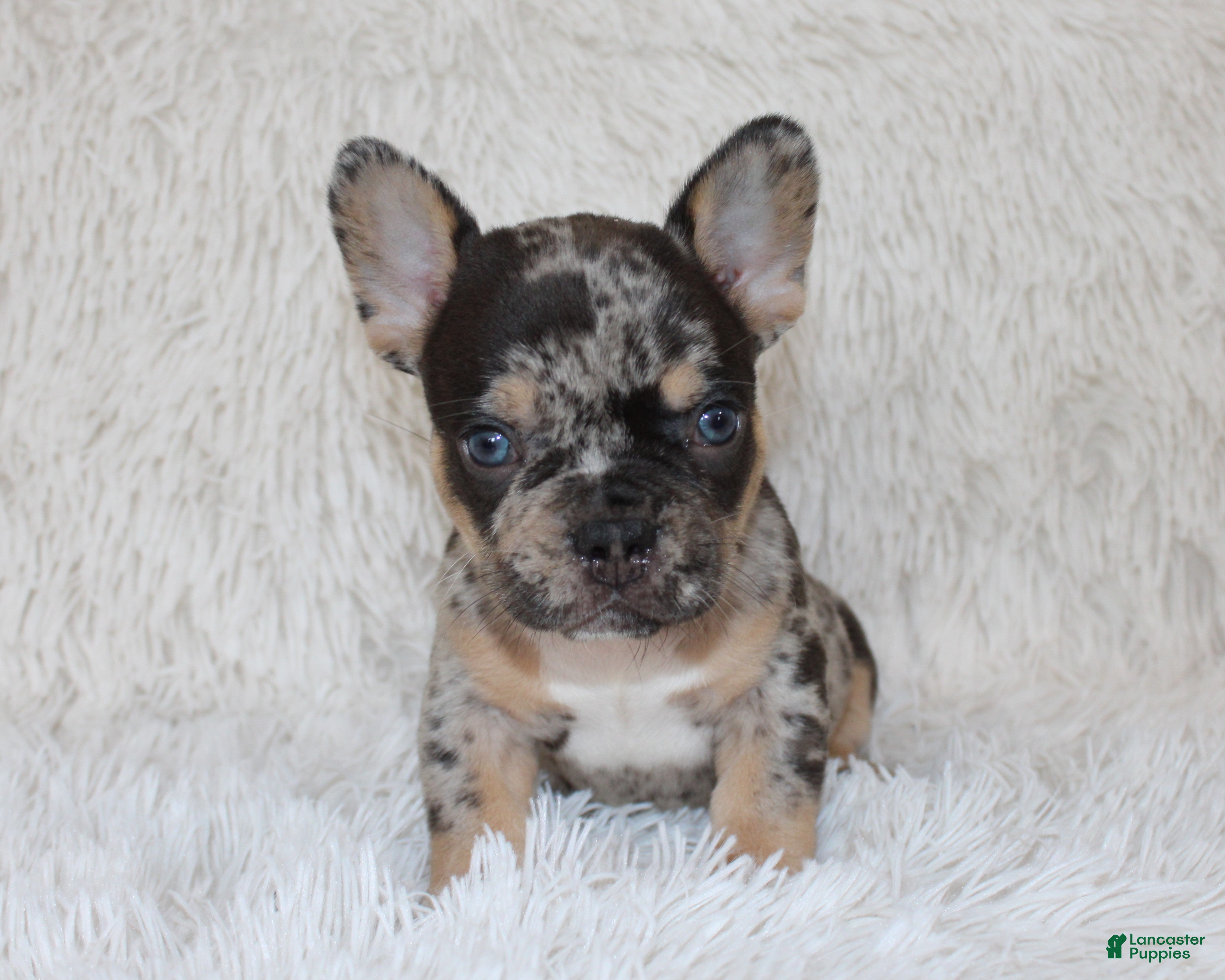 French Bulldog dogs Jaxon - Ad 2