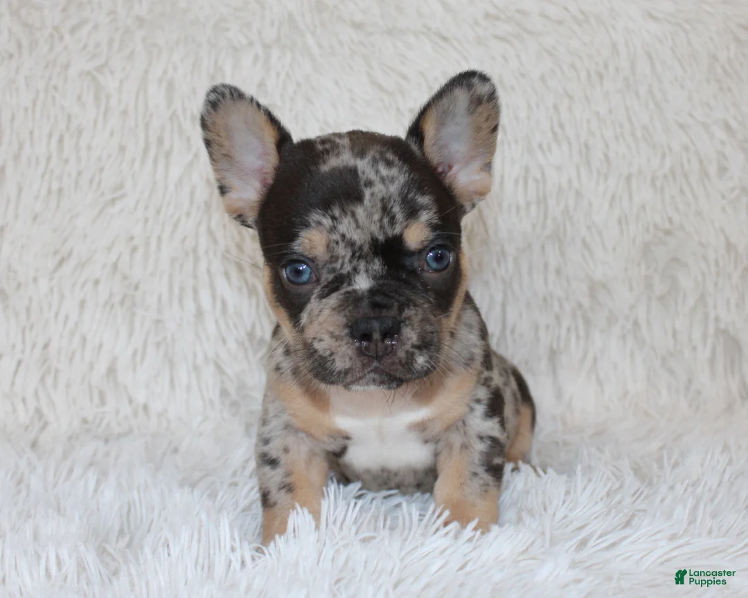 French Bulldog dogs for sale: Jaxon - Ad 2