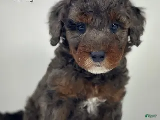 Mini Goldendoodle dogs Kody-Petite - Ad 33