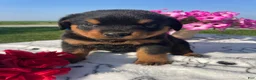 Rottweiler dogs for sale: Flint - Ad 3
