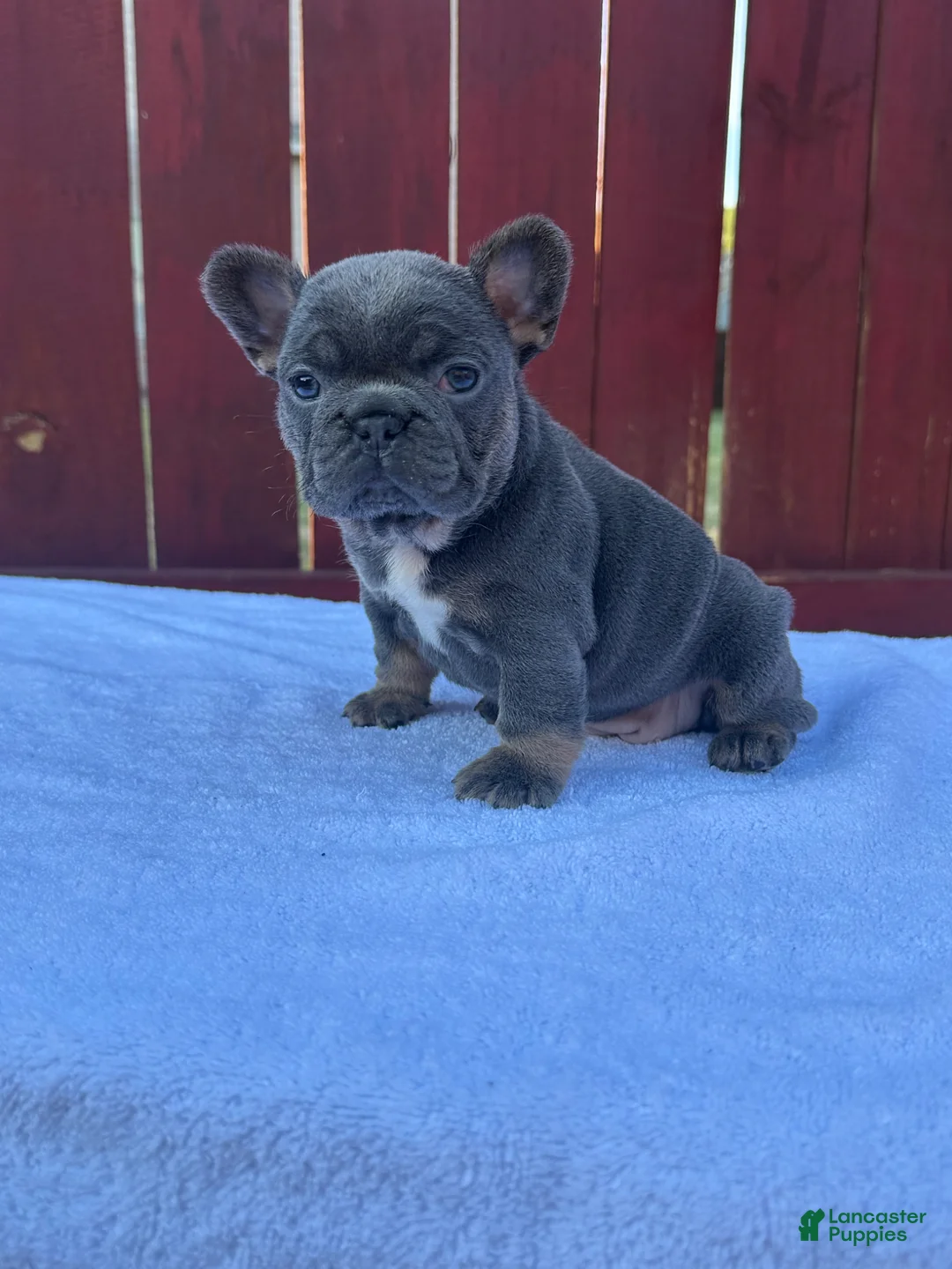 French Bulldog dogs for sale: French Bulldog Puppy 2 - Ad 1