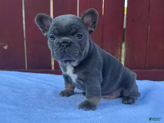 French Bulldog dogs for sale: French Bulldog Puppy 2 - Ad 3