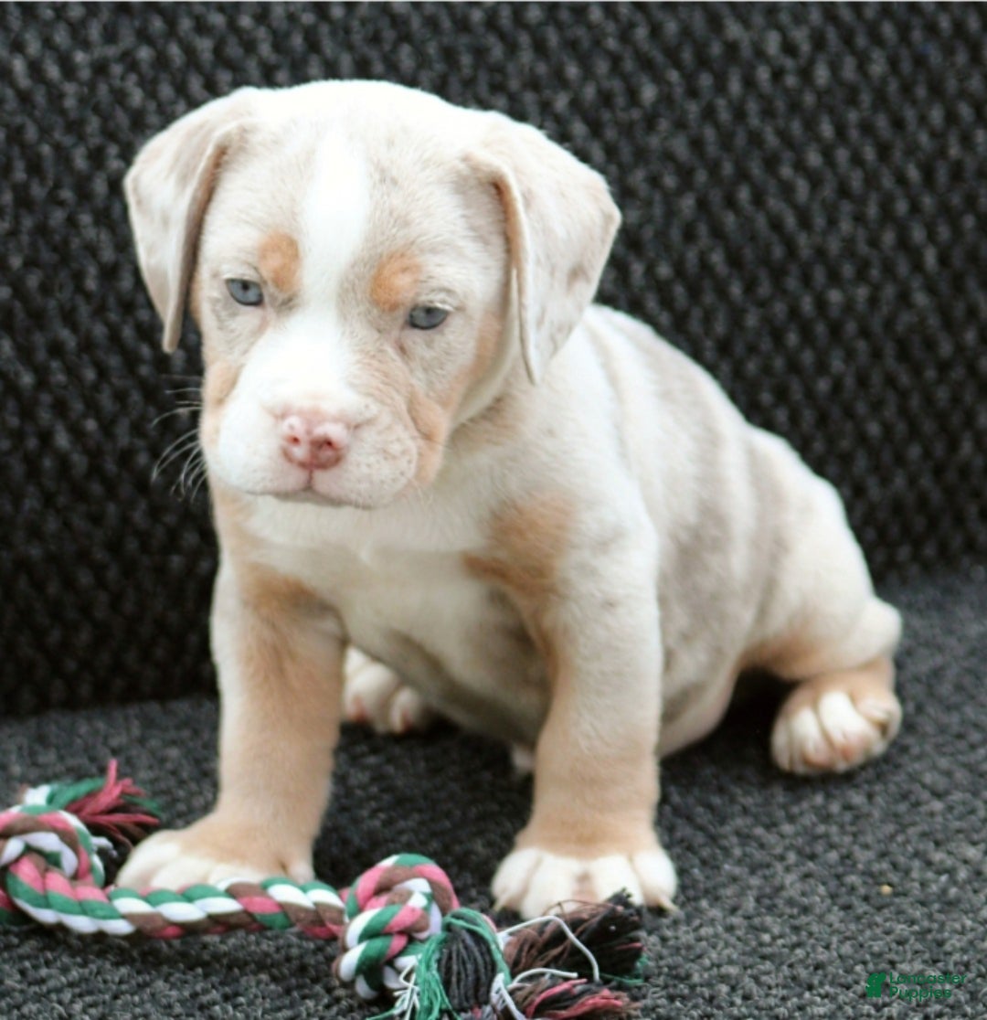 Beabull dogs Bo - Ad 1