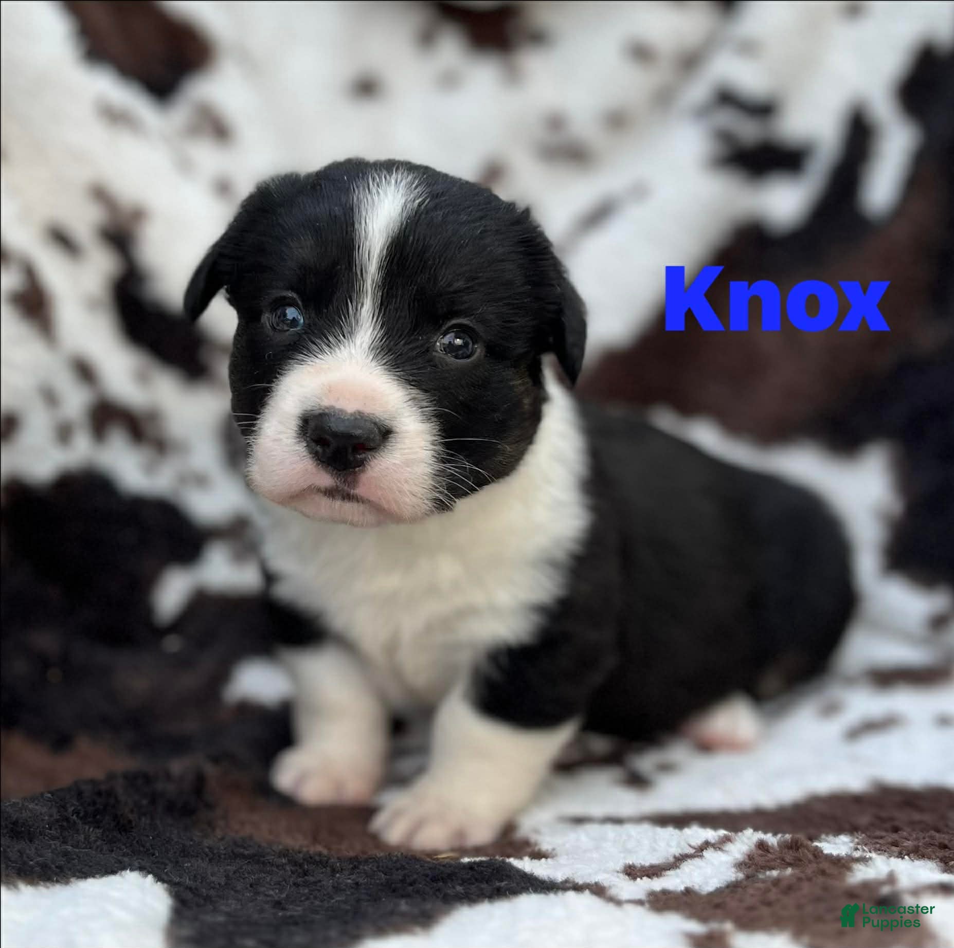 Welsh Corgi Cardigan dogs Knox - Ad 7