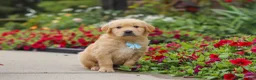 Golden Retriever dogs for sale: Banjo - Ad 7