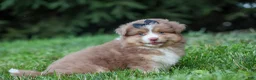 Miniature Australian Shepherd dogs for sale: LUCKY - Ad 10