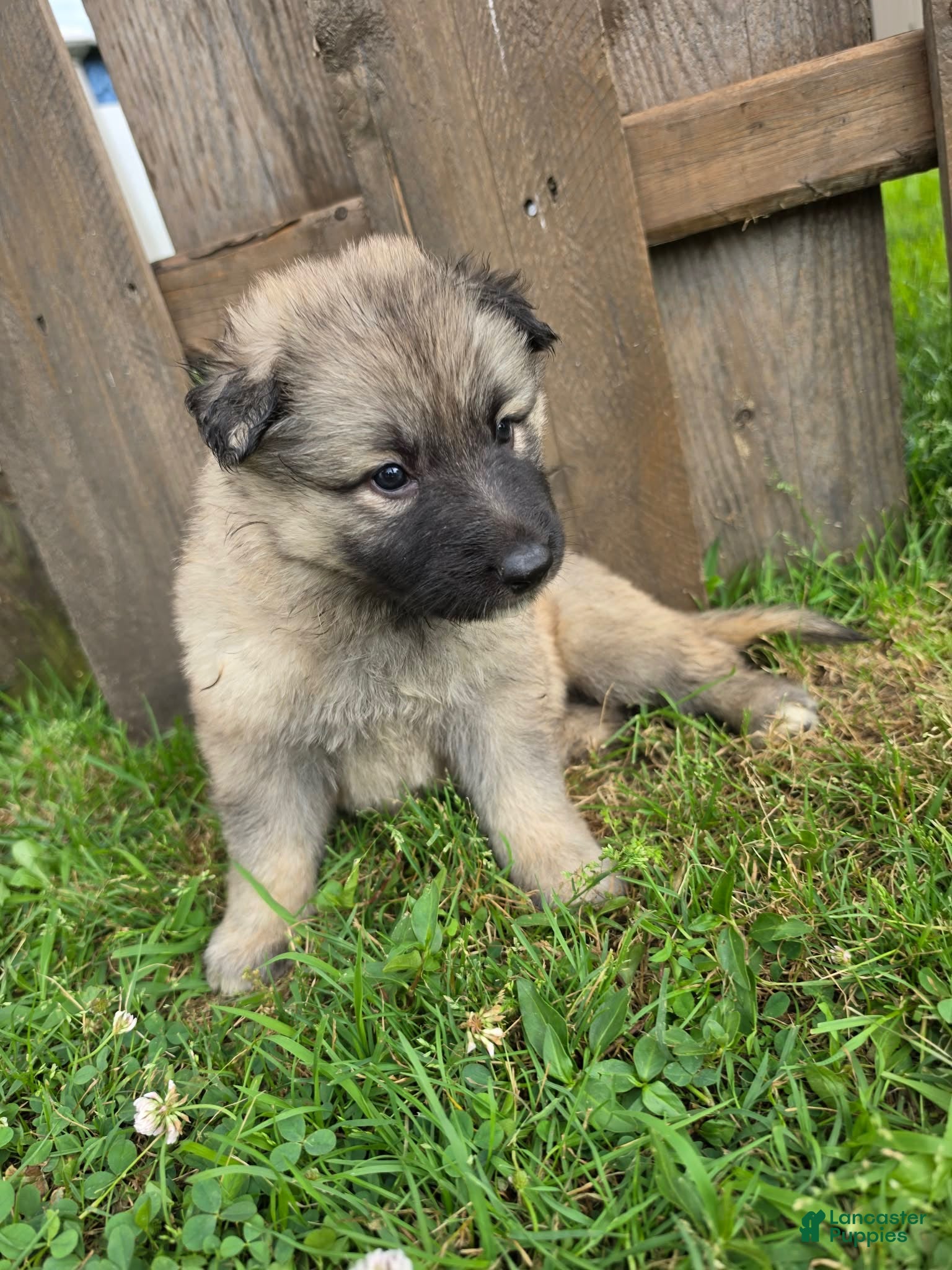 German Shepherd dogs German Shepherd 7 - Ad 1