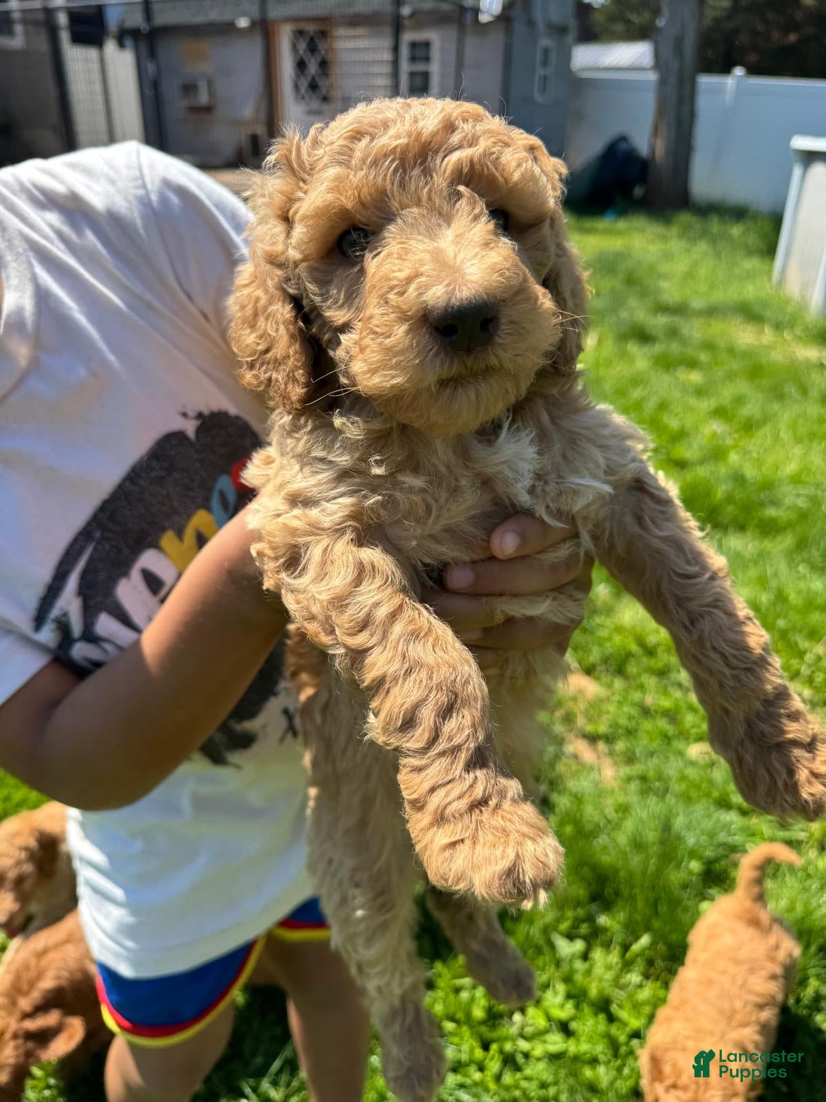 Standard Poodle dogs Standard Poodle Puppy 6 - Ad 2