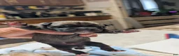 Cane Corso dogs for sale: Cane Corso 11 - Ad 6