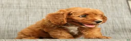Cavapoo dogs for sale: Peanut - Ad 7