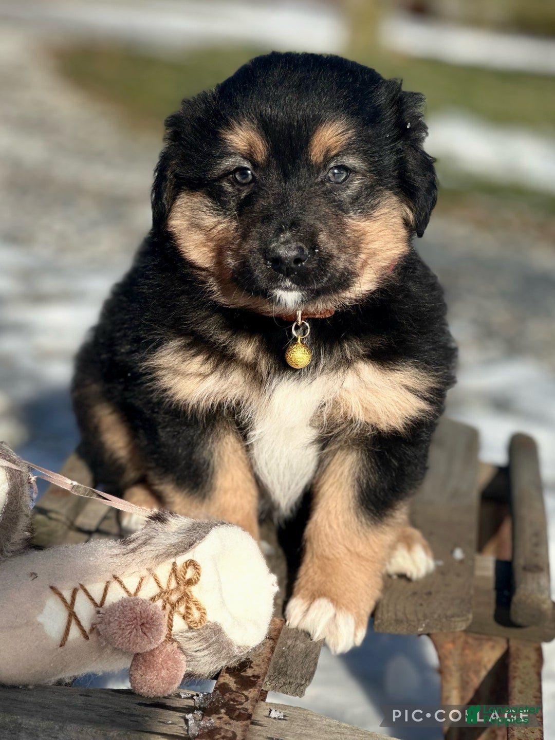 Miniature Australian Shepherd dogs for sale: Mistletoe - Ad 4