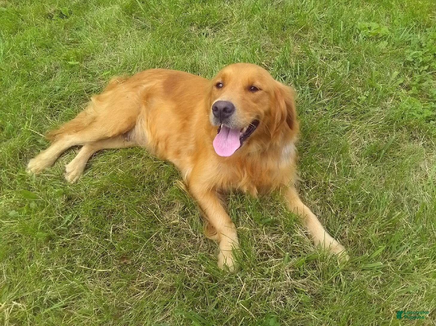 Golden Retriever dogs Aster - Ad 2