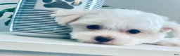 Maltese dogs for sale: Toy sized Andi - Ad 7