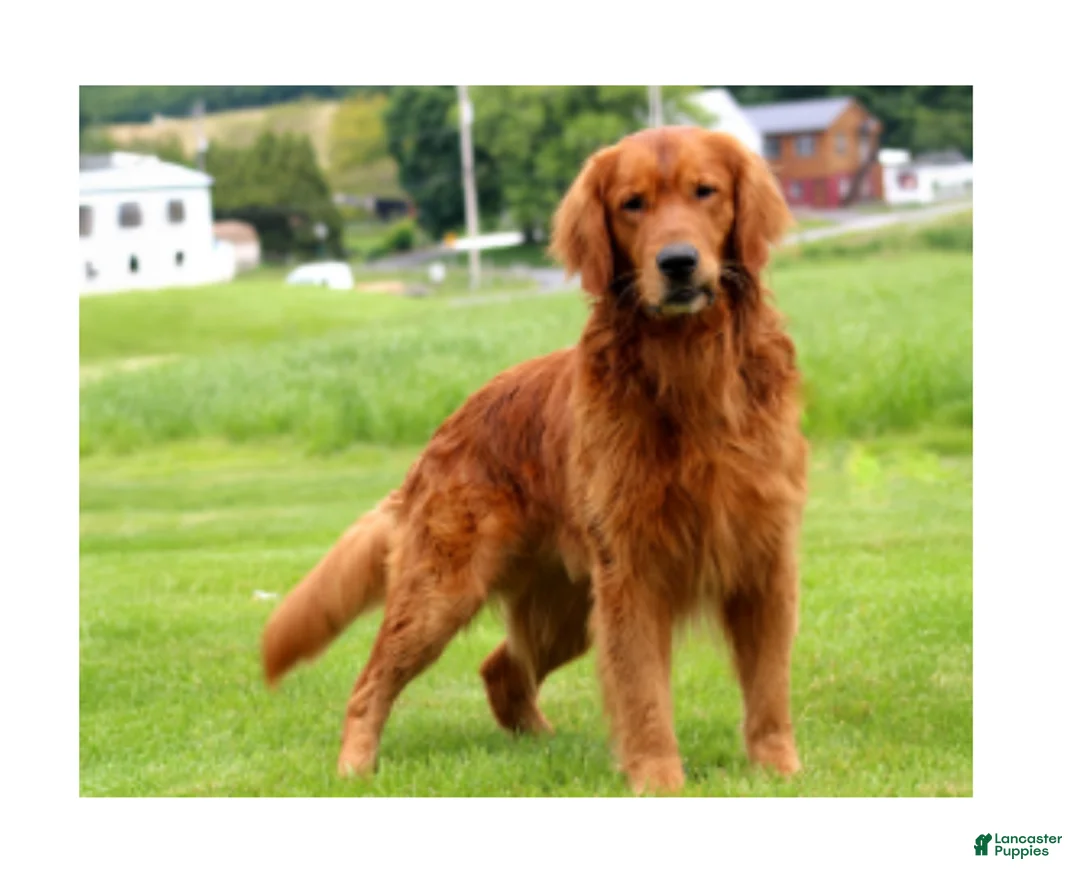 Golden Retriever dogs for sale: Honey – (dark green collar)“I’m the sunshine of the litter!” - Ad 4